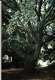Baum Bretagne a