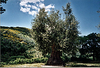Olivenbaum a